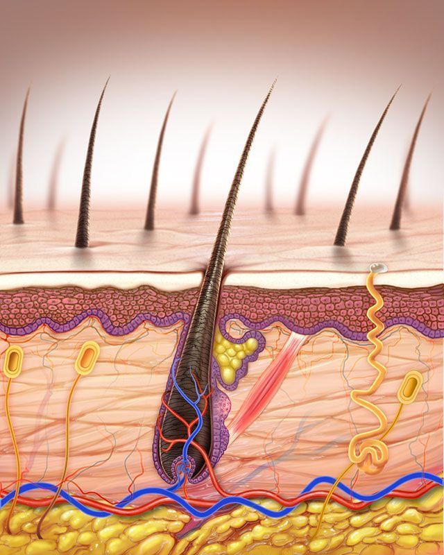 Le diagnostic expert - La trichologie au service de ta santé capillaire
